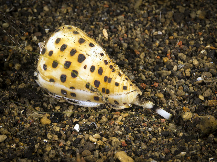 Conus eburneus